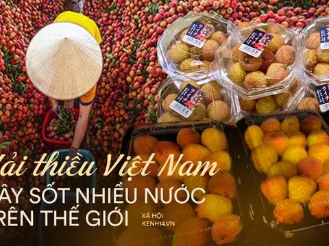 Vải thiều Việt Nam được nhiều quốc gia 'mê tít': Xuất khẩu hàng nghìn tấn, giá bán có thể lên tới 550k/kg