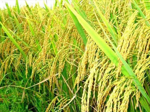 Giá lúa gạo hôm nay 22/6: Gạo nguyên liệu tăng nhẹ