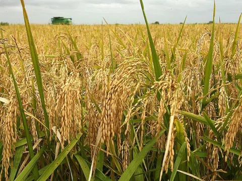 Giá gạo hôm nay 22/7: Giá lúa tươi và giá gạo đồng loạt giảm mạnh